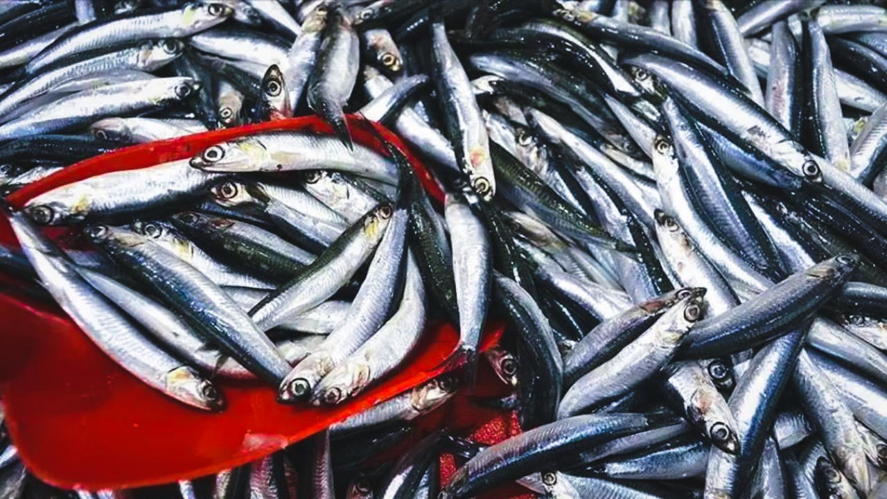 10 ton balık dağıtıldı