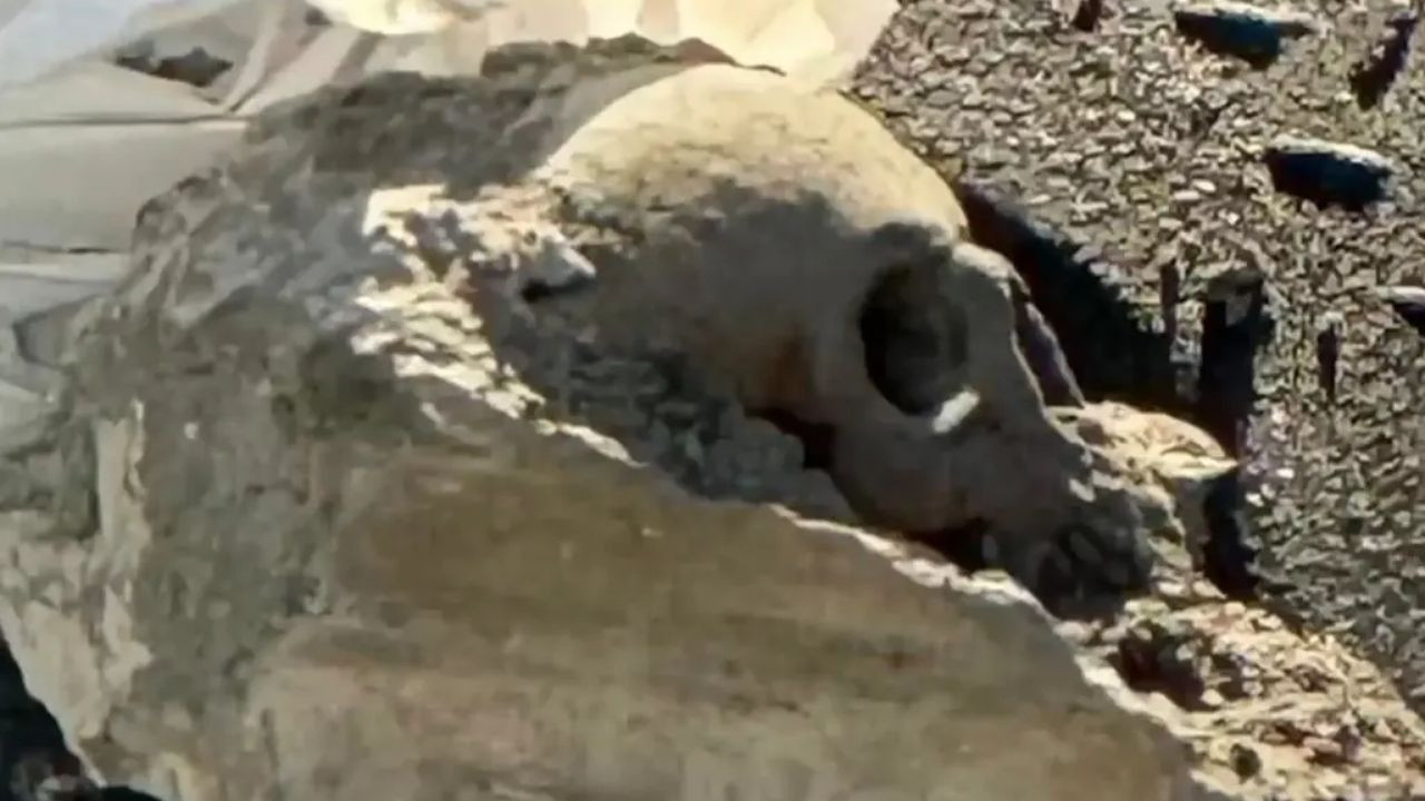 İskeledeki kafatası: Mafya cinayeti sandılar, gerçek başka çıktı