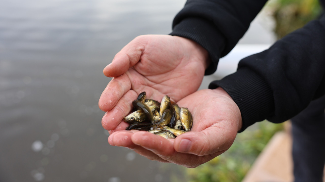 Porsuk Çayı’na 5 bin aynalı sazan bırakıldı