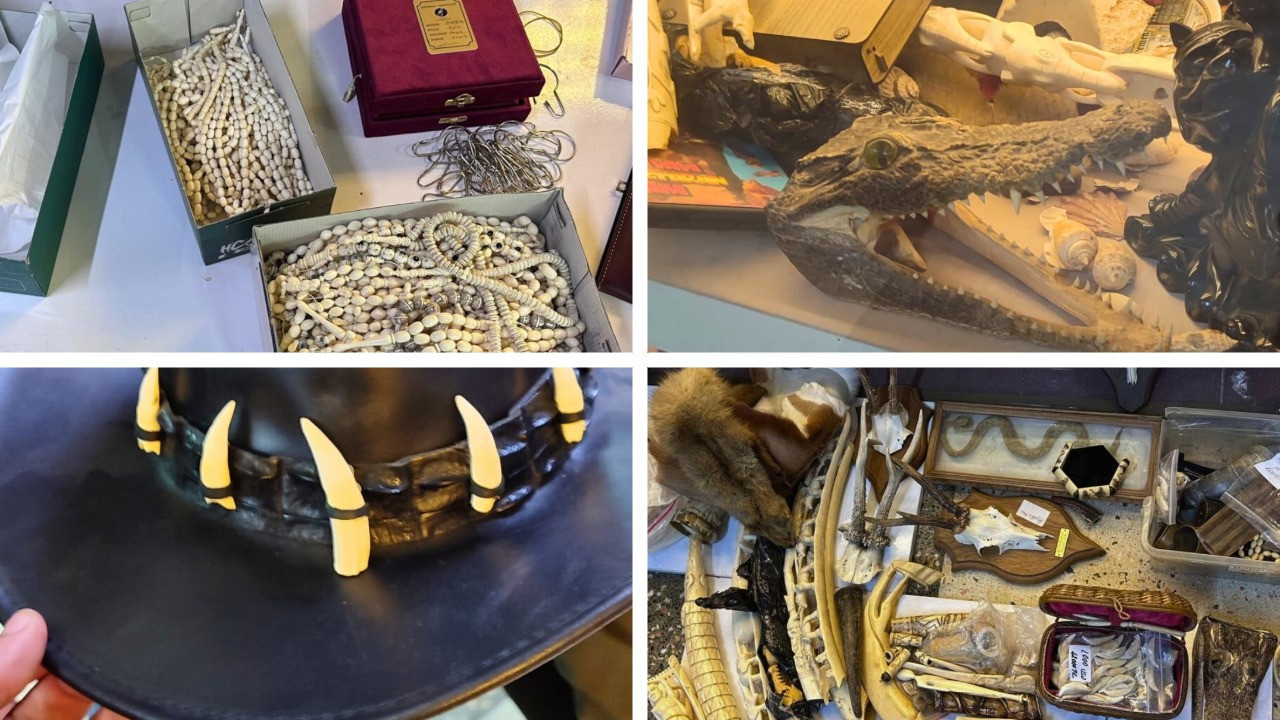 Yaban hayatı ürünlerine el konuldu