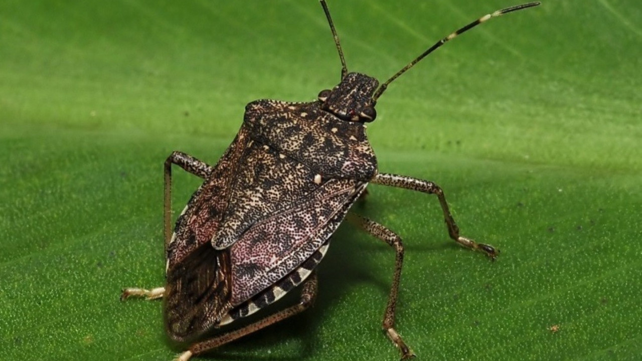 Fındıkta kahverengi kokarca zararı büyüyor