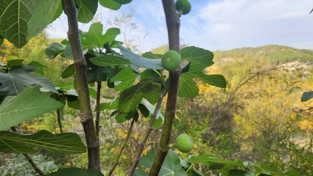 Mevsimi şaşırdı, meyve verdi