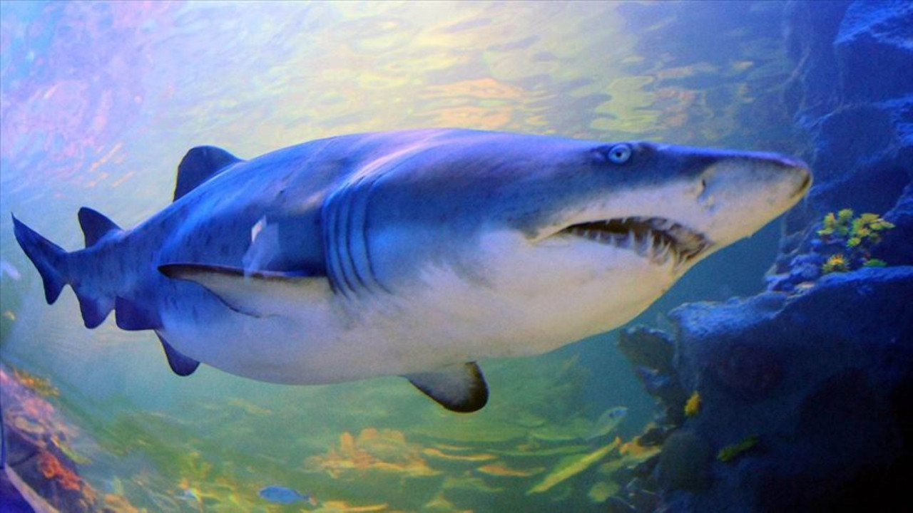 Sahilde köpekbalığı dehşeti