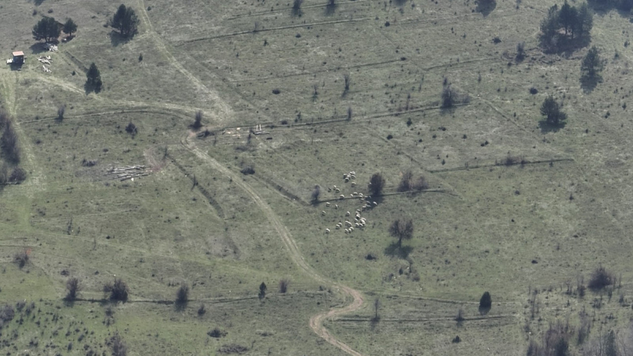 Bolu'da kaybolan küçükbaşlar, dronla bulundu