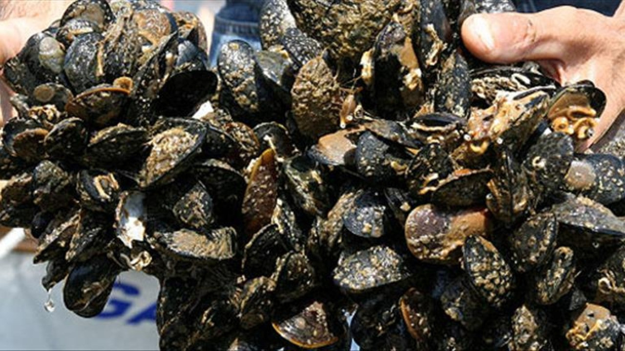 İstanbul'da tonlarca kaçak midye yakalandı