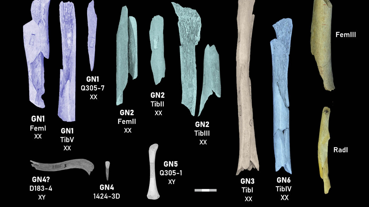 Yeni araştırma: Neandertaller rakip grupların kadın ve çocuklarını yemiş