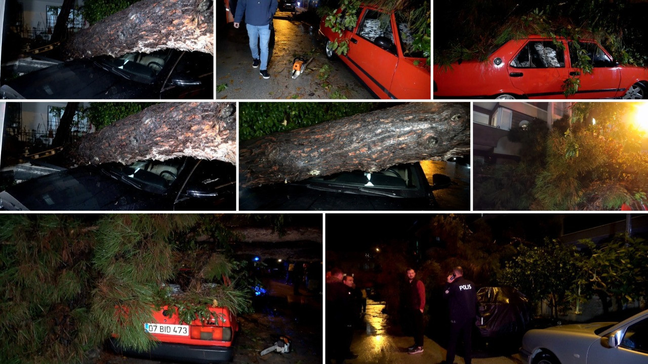 Antalya'da şiddetli rüzgar 10 metrelik ağacı devirdi