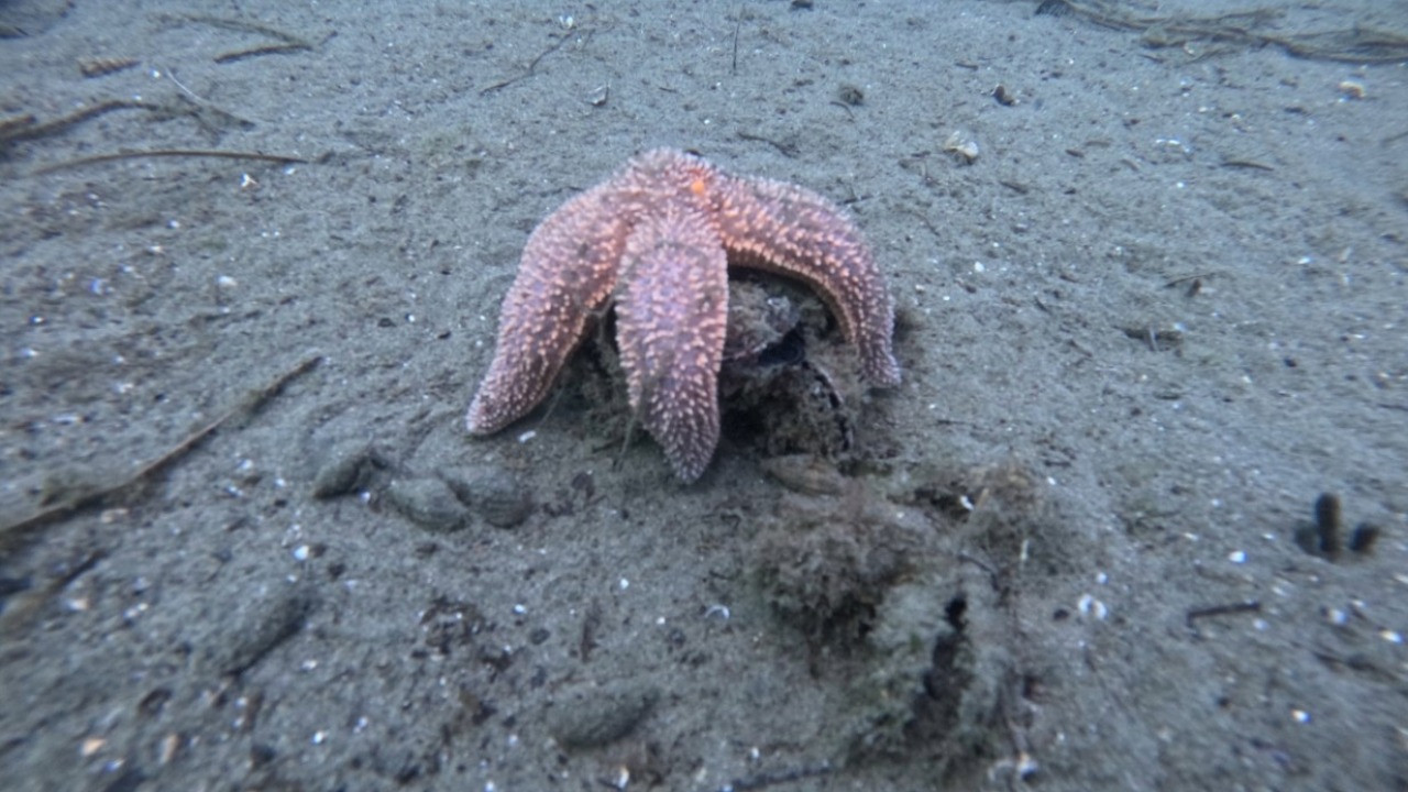 Marmara Denizi’nde 30 noktada kirlilik alarmı