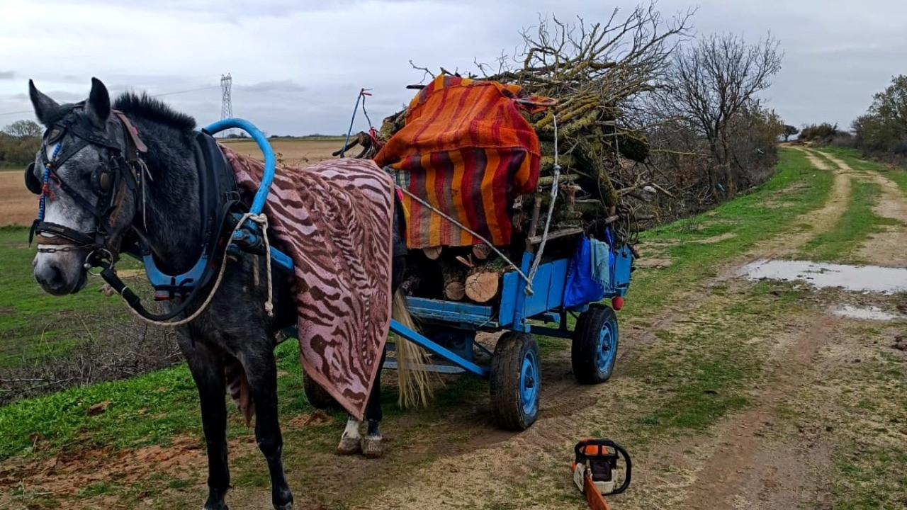 Merada ağaç kıyımına gözaltı