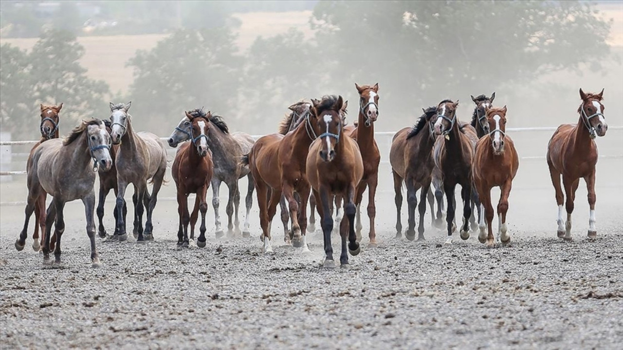TİGEM, 14 Arap kısrağı satacak