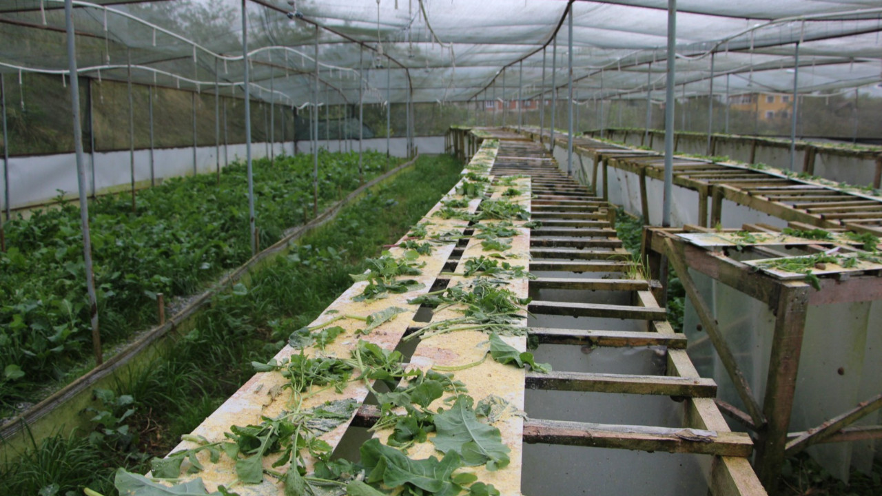 “Beyaz havyar”ı Trabzon'da üretiyor, 3 bin euro’ya satılıyor