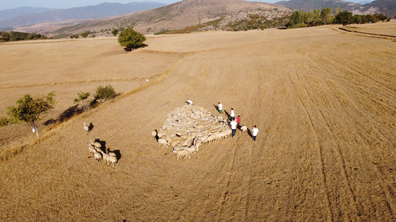 Çoban krizi kapıda: 10 yıl sonra bulmakta zorlanacağız