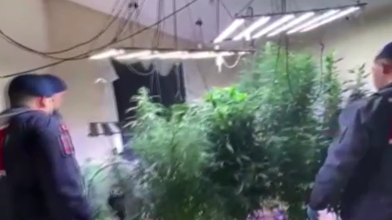 Firari suç makinesi kenevir serasına çevirdiği evde yakalandı