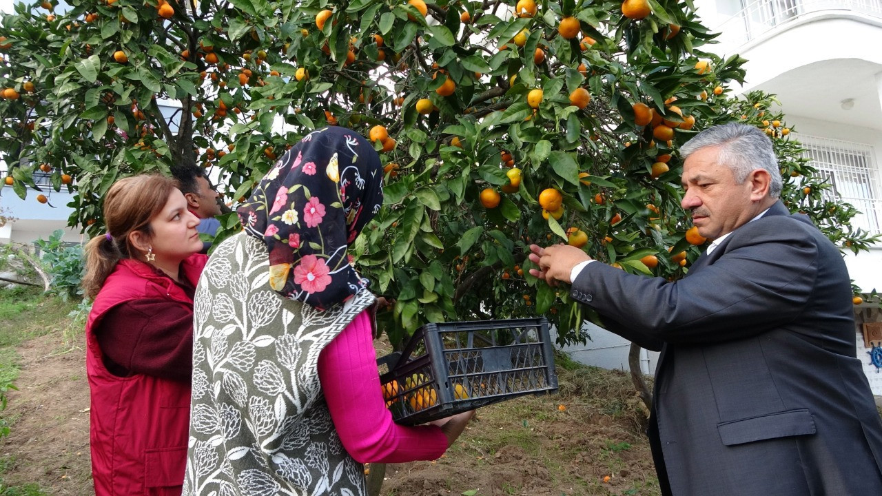 Hasat başladı: Kilosu 20 - 25 TL