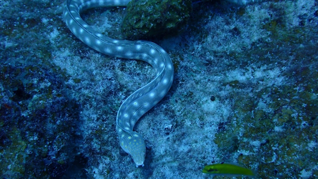 Sahilde endişe yaratan olay: Yılanlar kıyıya vurdu