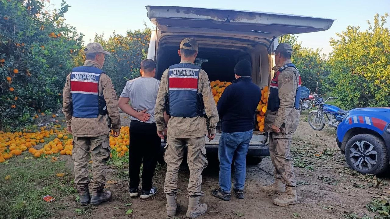 Portakal dalında hırsızlık: Yolda yakalandılar