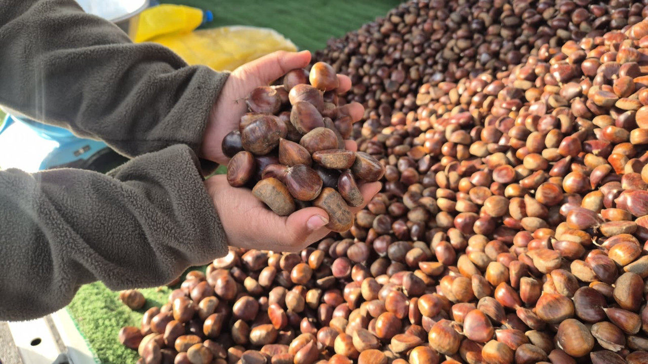 Kestane sezonu açıldı: Kilosu 175 lira