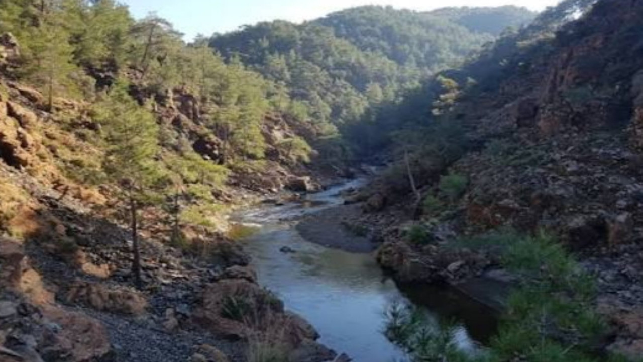 92 bin ağaç kesilecekti, mahkeme 'dur' dedi