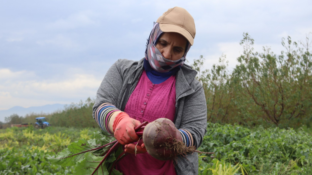 “Kırmızı Elmas”da hasat başladı: Üretici 10 TL’ye satıyor, tüketici 40 TL’ye alıyor