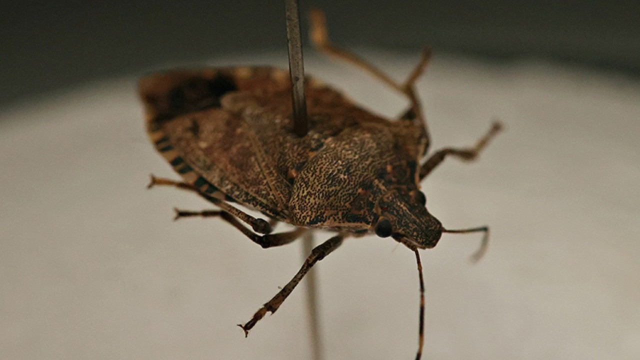 Ordu’da kokarca alarmı: 50 bin kışlak ilaçlandı