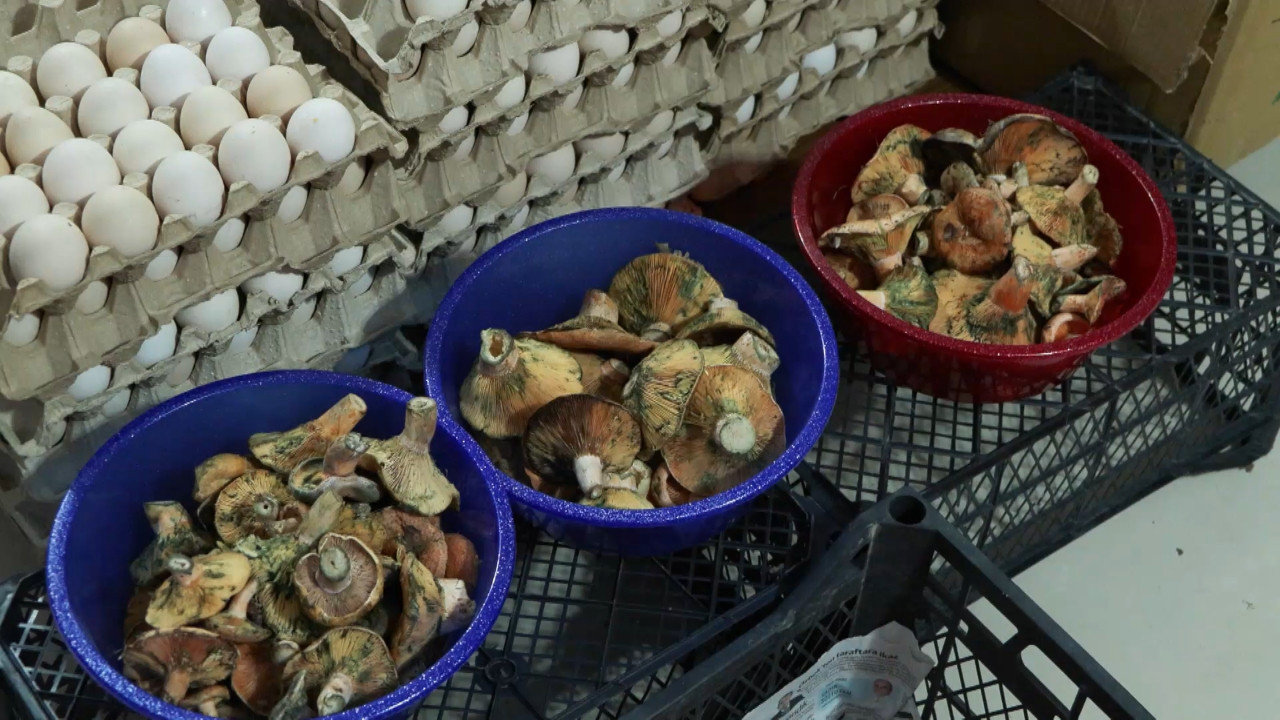 Uzmanlar uyardı: Ormandan toplayıp yemeyin, eskiler 'ölüm meleği' diyor