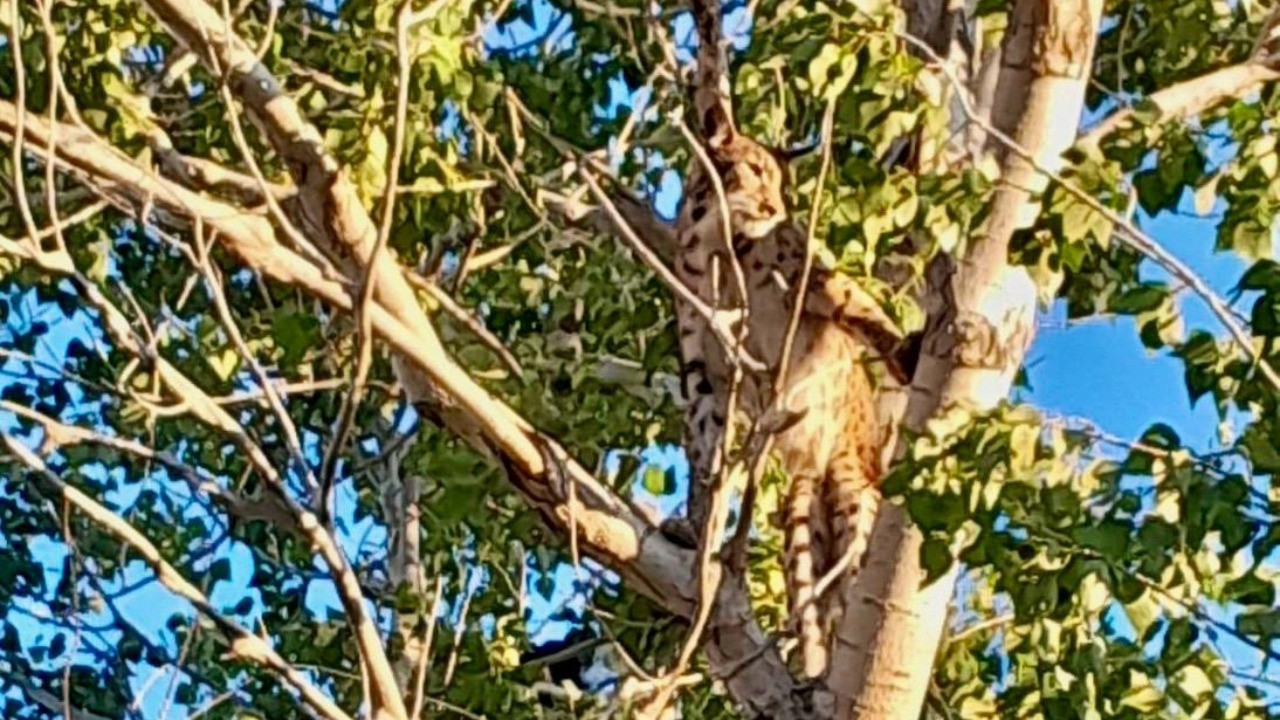Tunceli'de anadolu parsı ağaçta görüldü