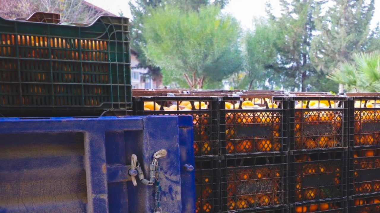 Kilosu 2 TL'ye düşünce çürümeye bırakılmıştı: 320 ton ücretsiz dağıtıldı