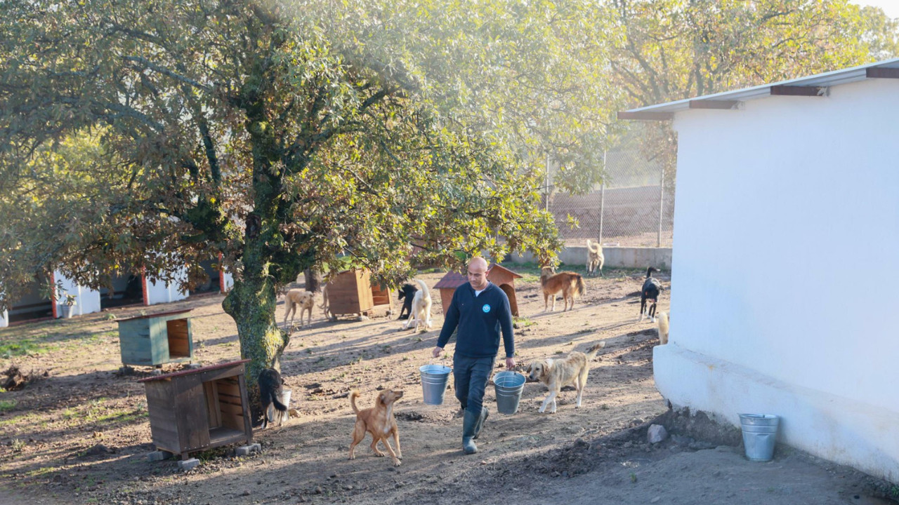 Sahiplendiği köpekleri sokağa attı, faturası ağır oldu