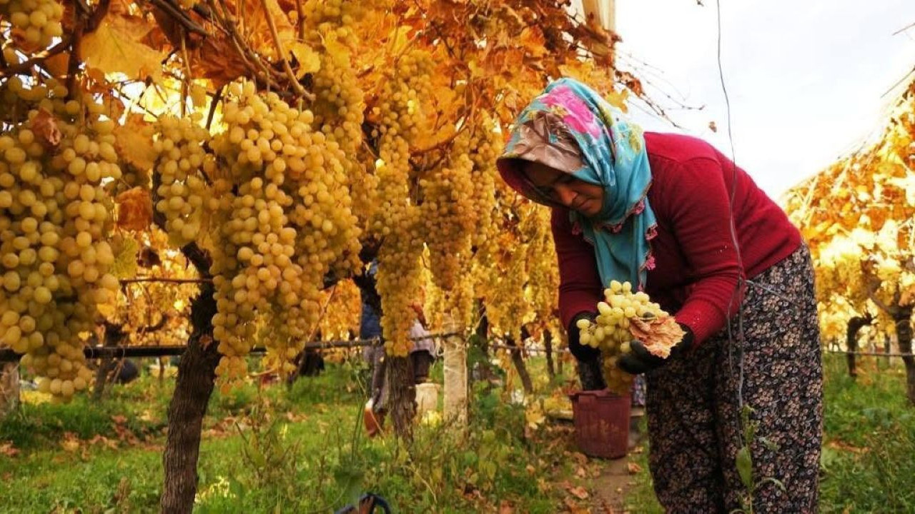 Maliyet yüksek, fiyat düşük kaldı