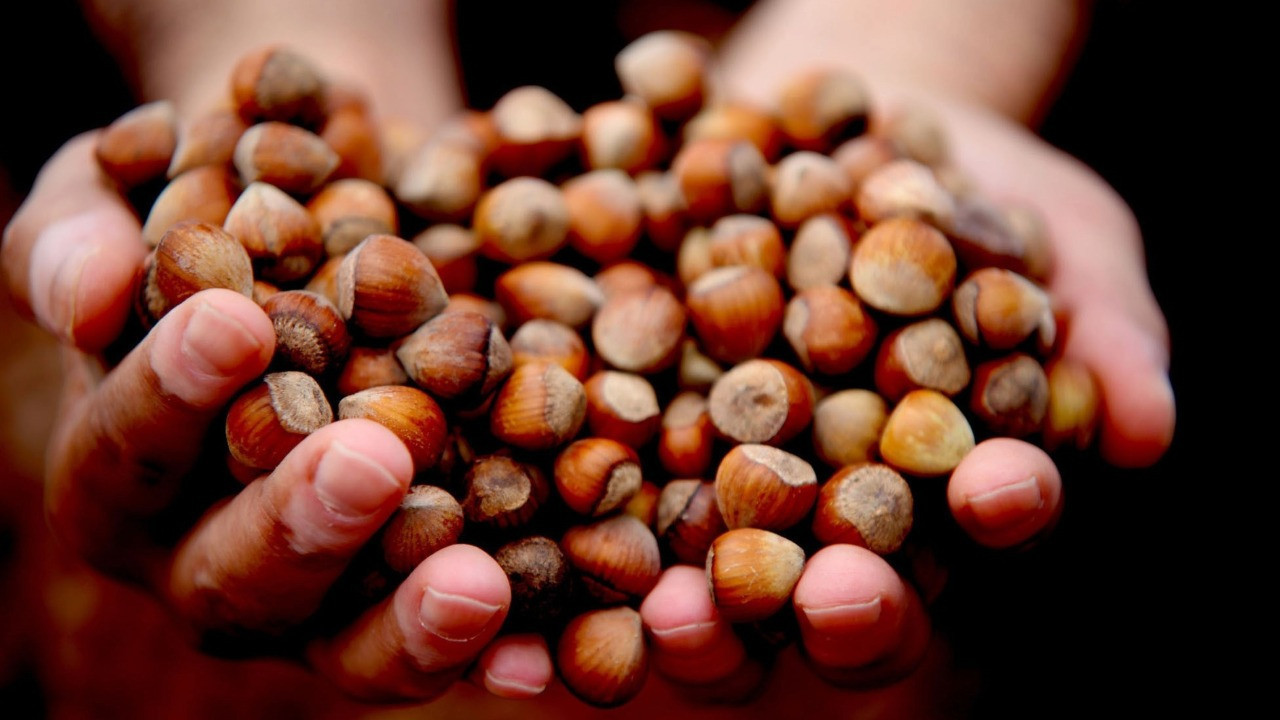 Fındık fiyatında sert düşüş, üretici umudunu yeni yıla bıraktı