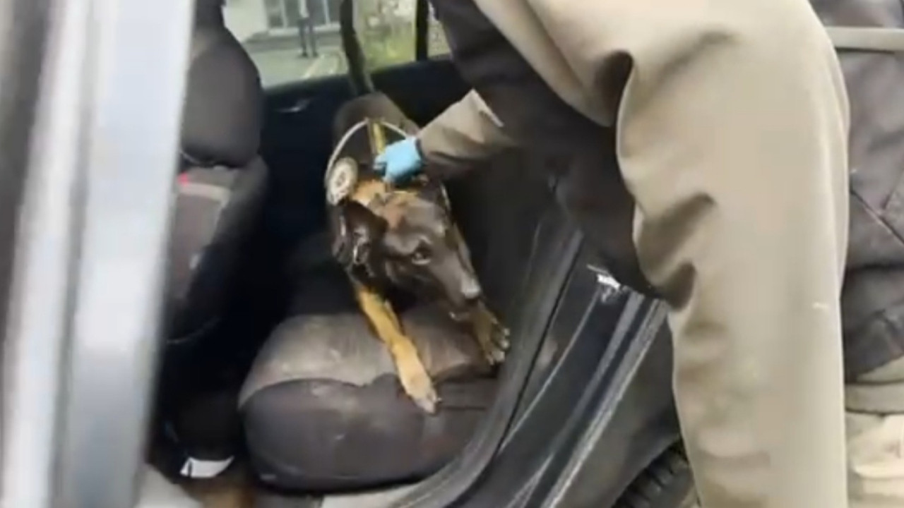 Hector, 56 kilo esrar buldu