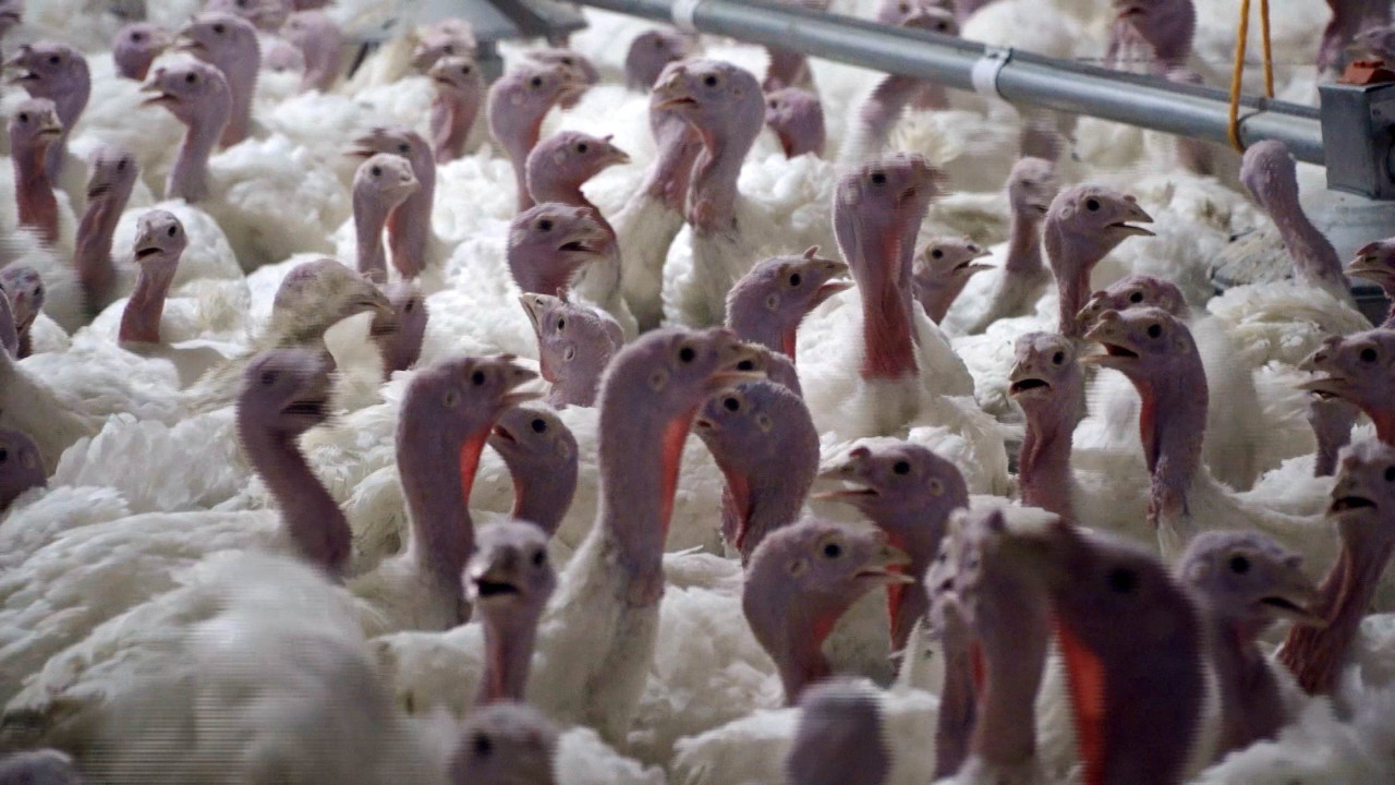 Yılbaşı hindisi tezgahta kaldı