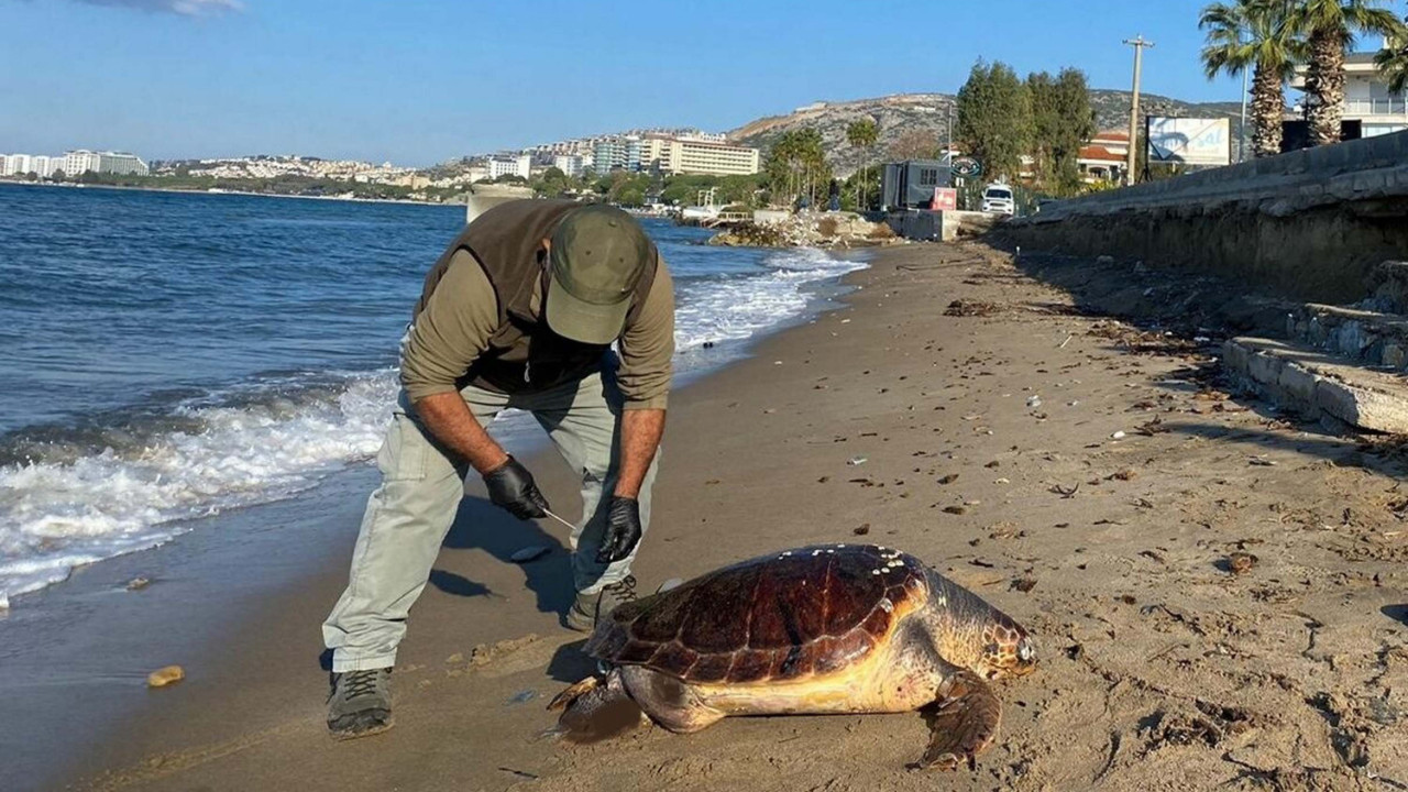 Bir haftada üç deniz kaplumbağası ölü bulundu: Uzmanlar endişeli