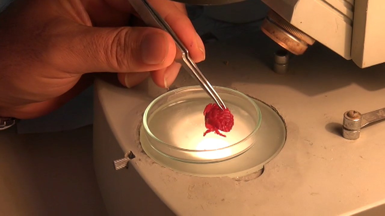 Liomera Rugipes: Türkiye kıyılarında ilk kez görüldü