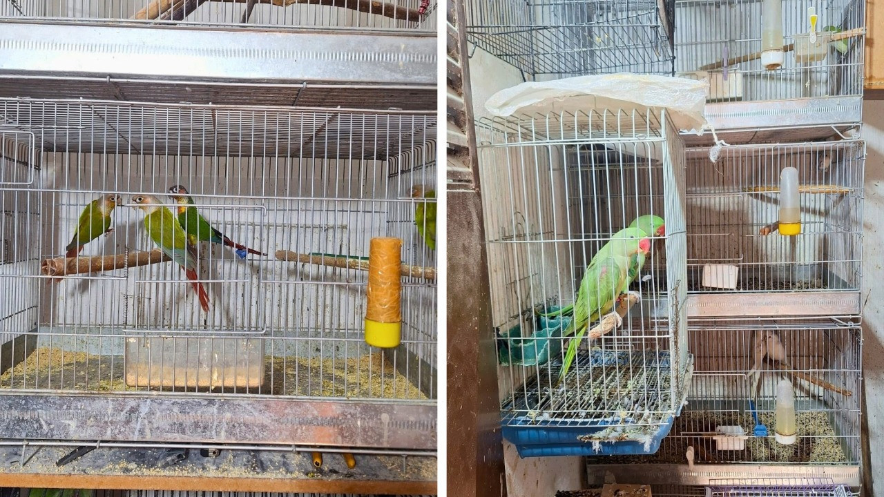 Antalya’da belgesiz 24 papağan ele geçirildi