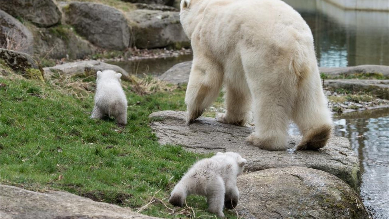 Ayı şefkati: Yabancı yavruyu sahiplendi