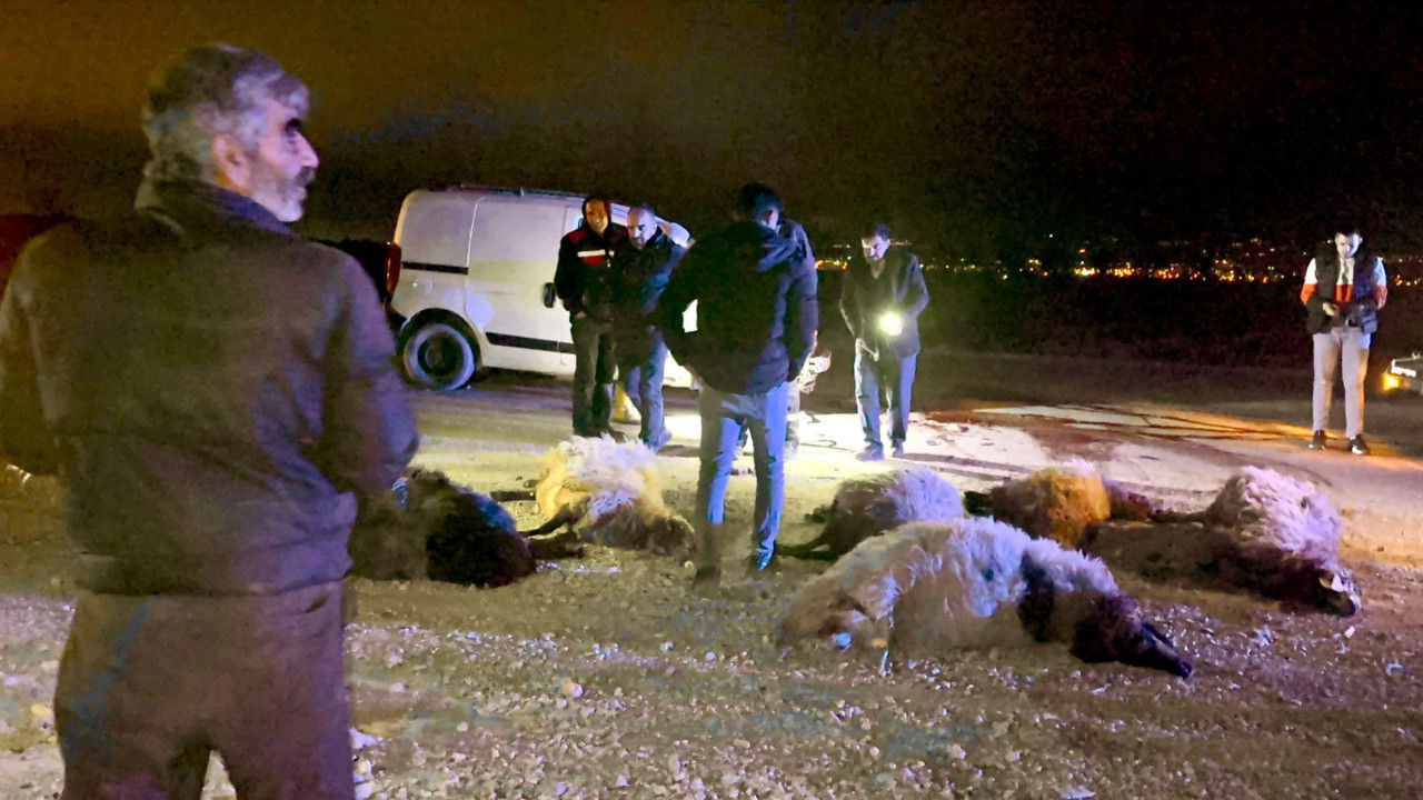 Hafif ticari araç koyun sürüsüne çarptı: 12 koyun öldü, sürücü yaralı