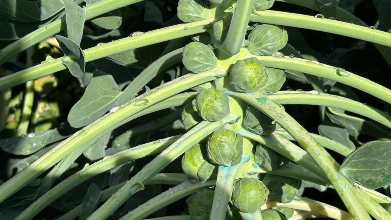 Adı Brüksel ama İznik’ten çıkıyor! Hollanda ve Rusya'ya gönderiyorlar