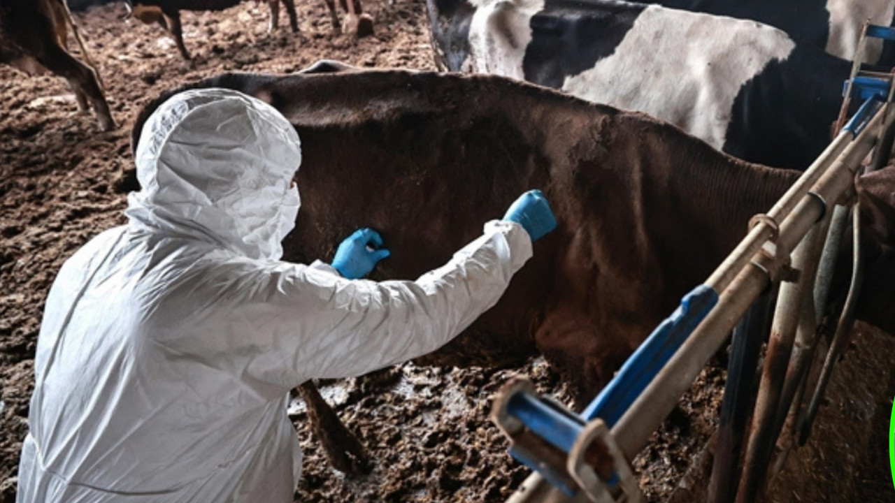 Bolu'da şap karantinası sona erdi: Hayvan pazarı yeniden açıldı