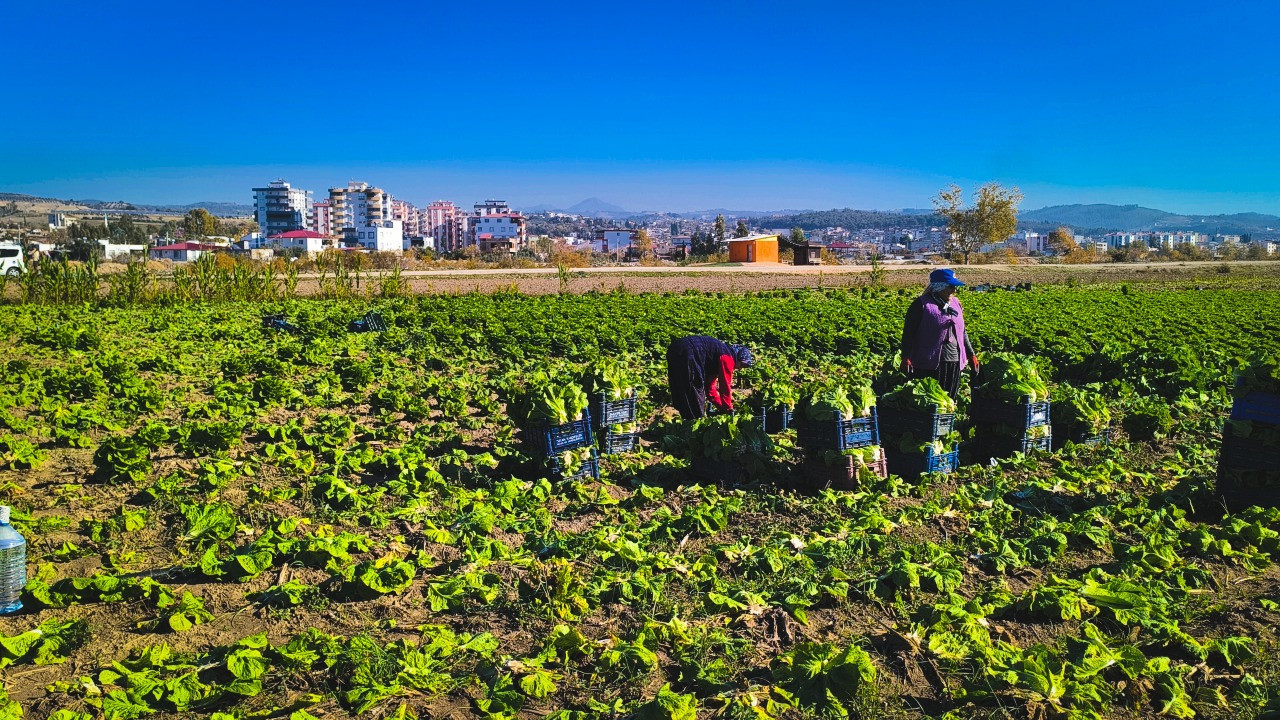 Dert yandı: Bir kasası 300 TL olmalıydı, 50 TL'ye kavga dövüş satıyoruz