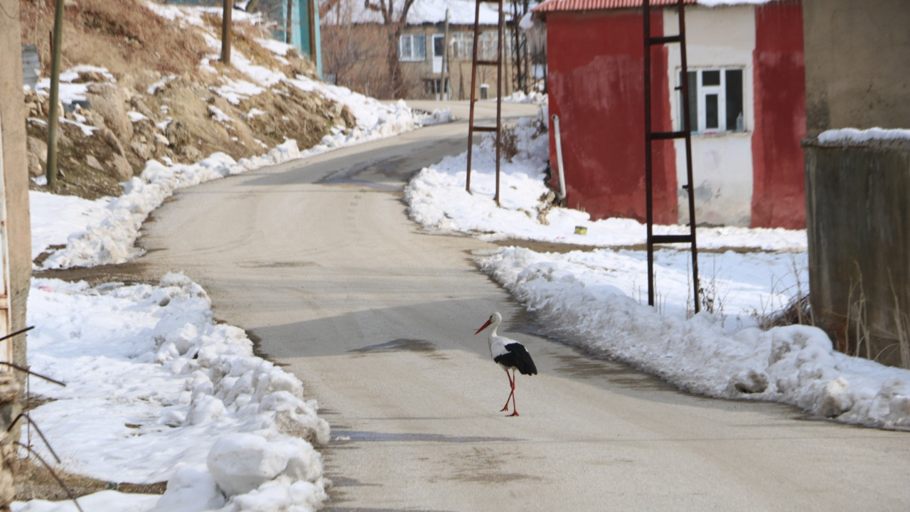Soğuğa rağmen 23 yıl göç etmediler: Yenileri eklendi