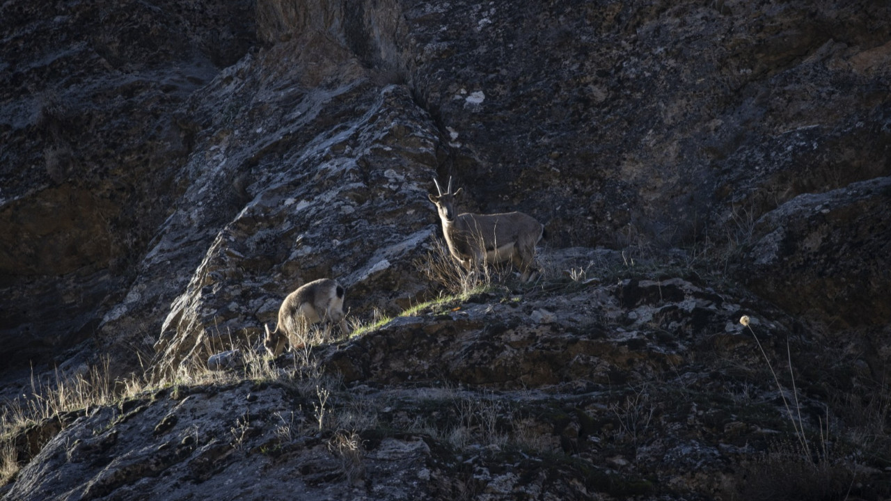 Tunceli'nin keçileri vadiye indi
