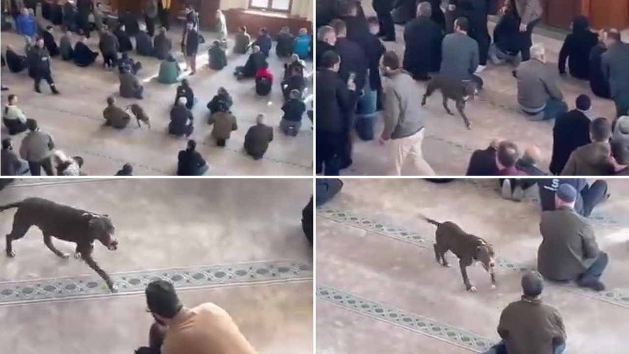 Camiye giren pitbull korkuttu