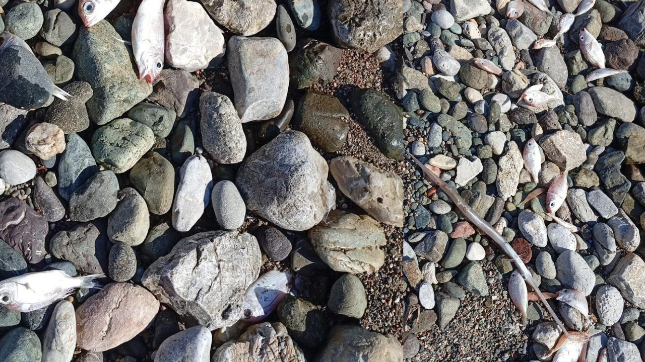 Farklı türlerde çok sayıda ölü balık kıyıya vurdu