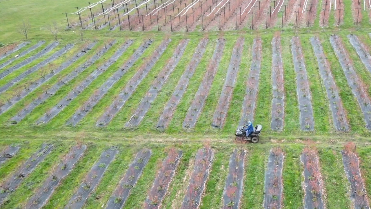 İznik’te kadınlar yaban mersiniyle mahallenin kaderini değiştirdi