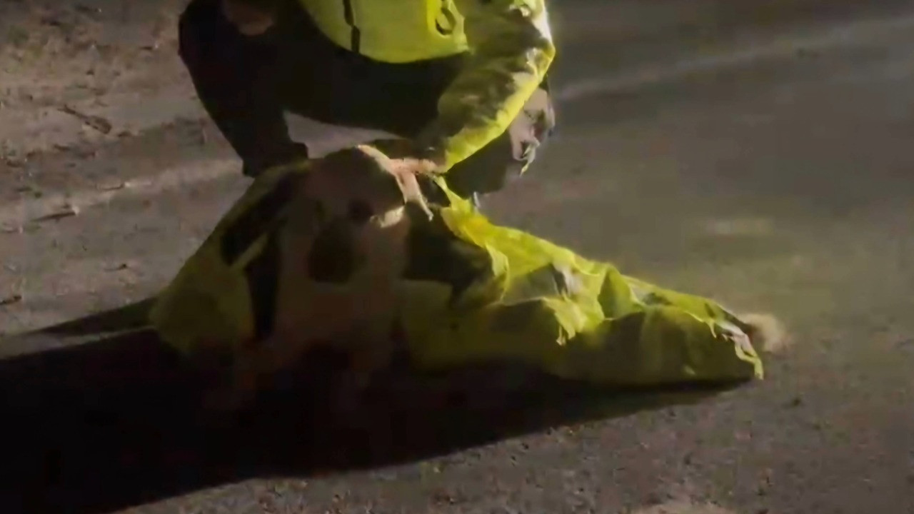 Polis memuru montunu yaralı köpeğin üzerine örttü