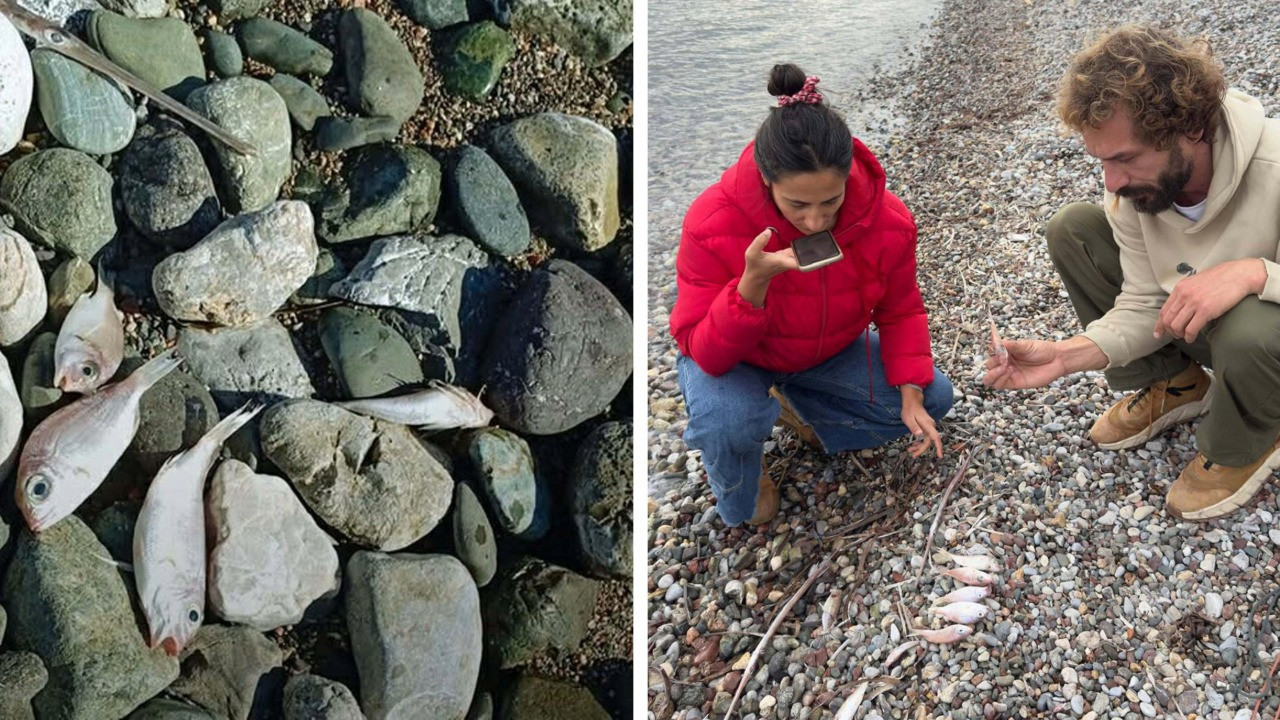 Sahile vuran balıkların ölüm nedeni kirlilik değilmiş