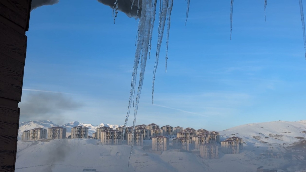 Bıçak gibi sarkıyorlar: Boyu üç metreyi buldu