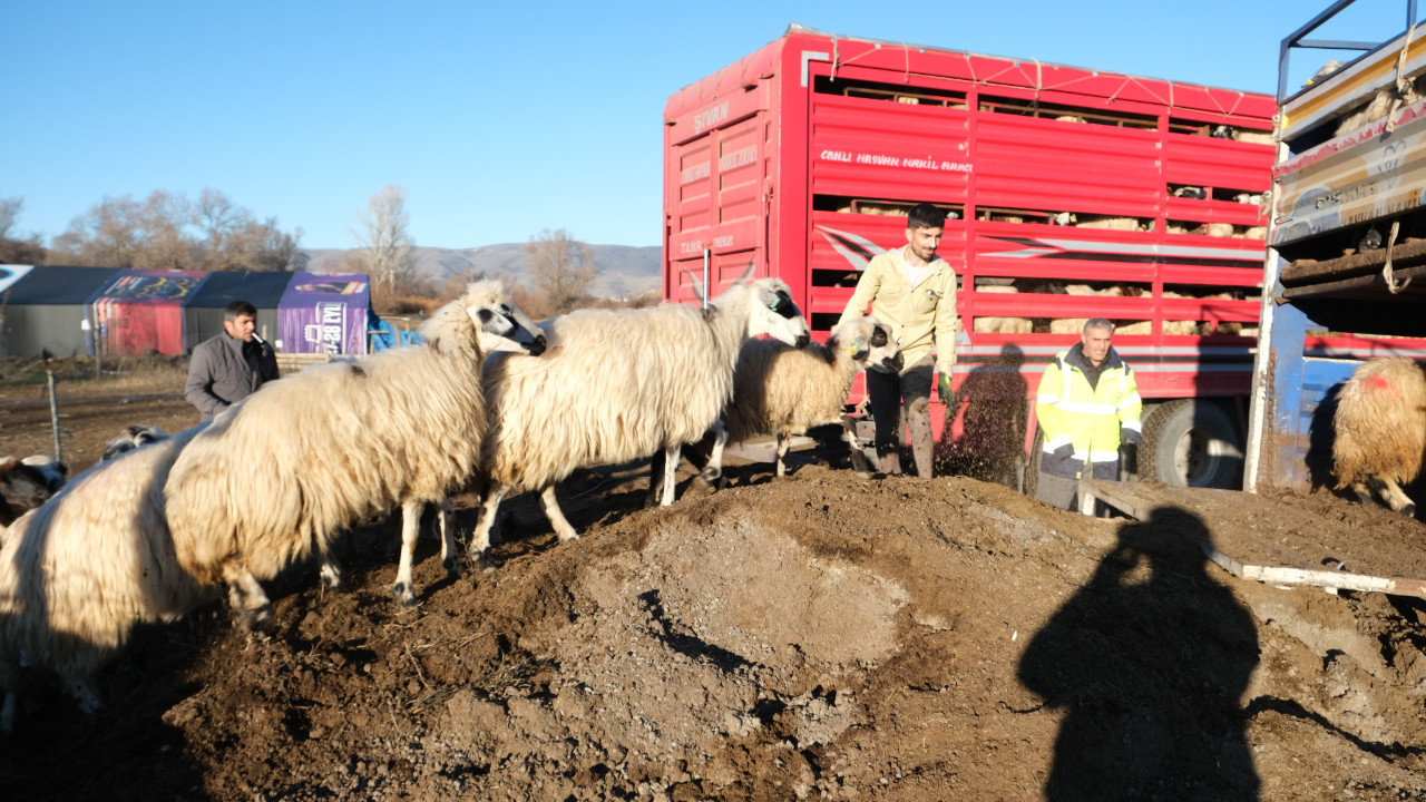 Havalar soğudu, koyunlar yayladan indi