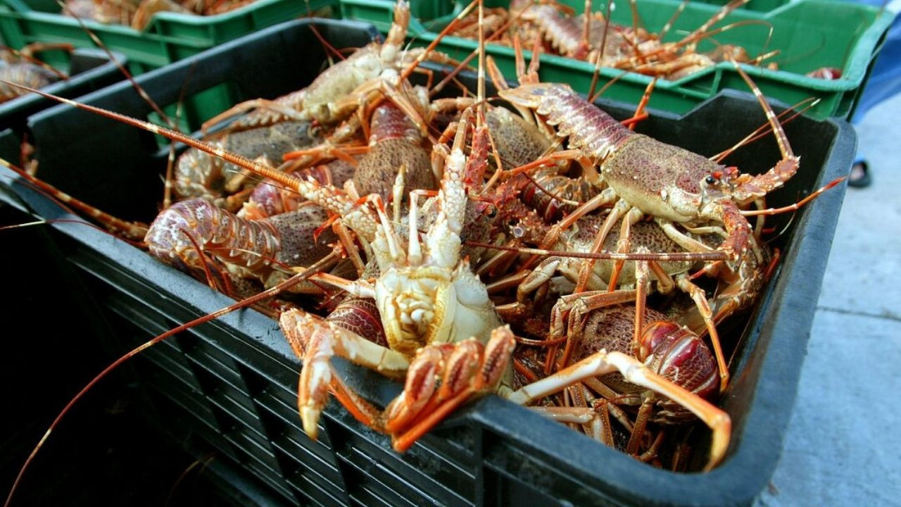 İngiltere'de 'ıstakoz' yasağı: Canlıyken kaynar suya atamayacaklar